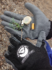 Gloved hands holding debris picked up from the beach, including a cigar tip, cigarette butt, bottle cap, and a piece of net