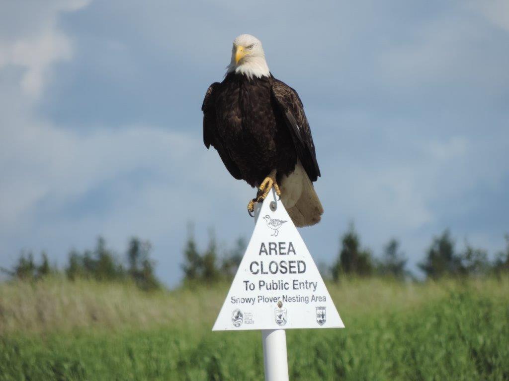 Bald Eagle sitting atop a Snowy Plover nesting site warning sign. Image credit: Russ Lewis.